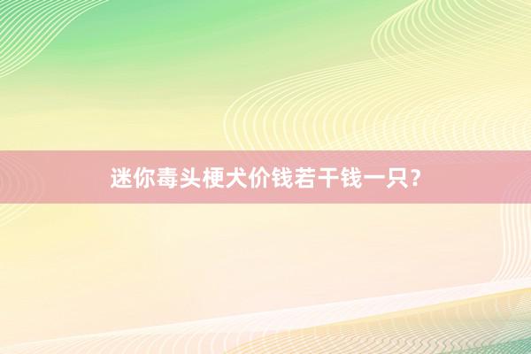 迷你毒头梗犬价钱若干钱一只？